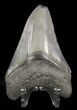 Serrated, Fossil Megalodon Tooth - Georgia #47210-2